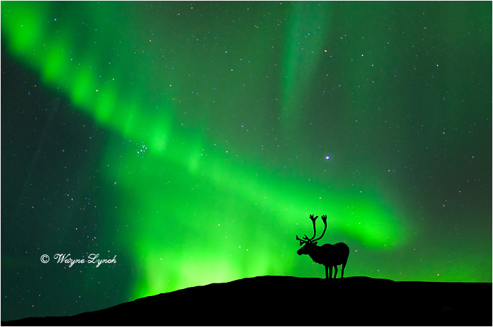 Caribou Bull & the Northern Lights by Dr. Wayne Lynch &copy;